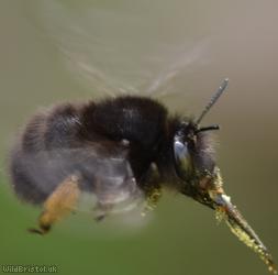 Hairy-footed Flower Bee