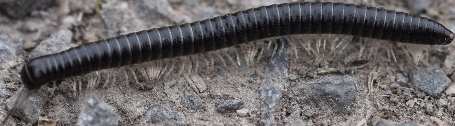 White-legged Snake Millipede