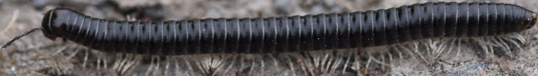 White-legged Snake Millipede