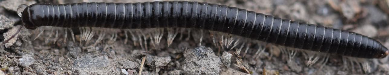 White-legged Snake Millipede