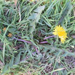 Saw-leaved Dandelion