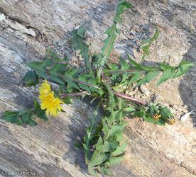 Saw-leaved Dandelion