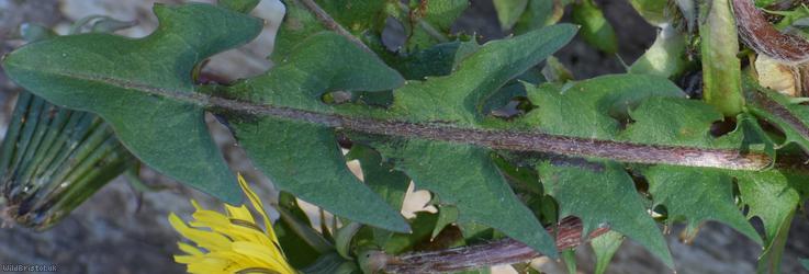 Saw-leaved Dandelion