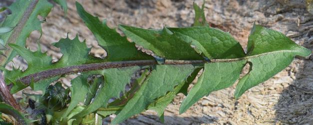 Saw-leaved Dandelion