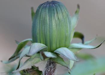 Saw-leaved Dandelion