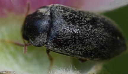 image for Raspberry Beetle