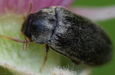 Raspberry Beetle