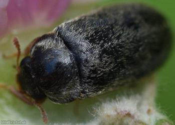 Raspberry Beetle