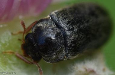 Raspberry Beetle