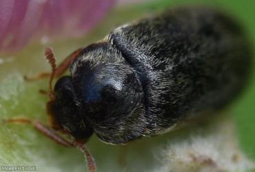Raspberry Beetle