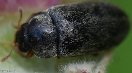 Raspberry Beetle