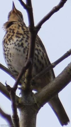 Song Thrush