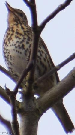 Song Thrush
