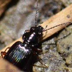 Bembidion Unidentified 1
