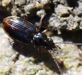 image for Bembidion Unidentified 1