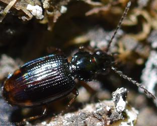 Bembidion Unidentified 1