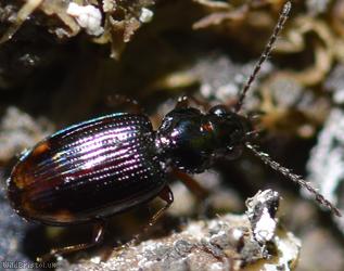 Bembidion Unidentified 1