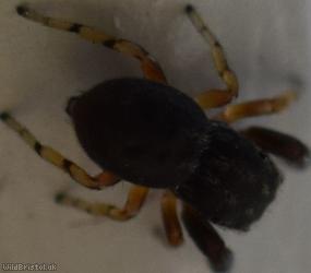 image for Oak Jumping Spider