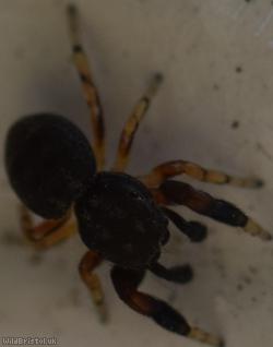 Oak Jumping Spider