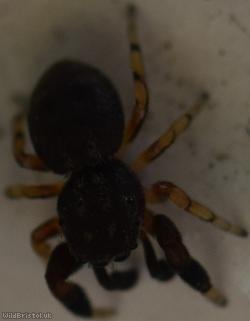 Oak Jumping Spider