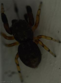 Oak Jumping Spider