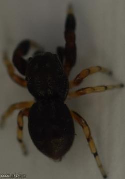 Oak Jumping Spider