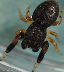 Oak Jumping Spider