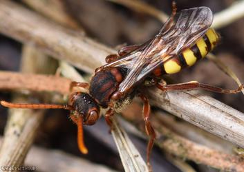 Flavous Nomad Bee