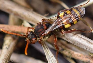 image for Flavous Nomad Bee