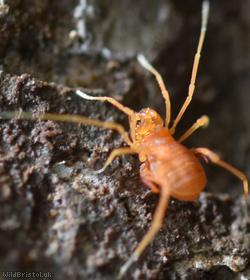 Scotolemen doriae