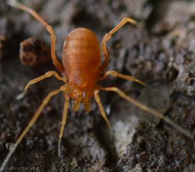 Scotolemen doriae