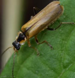 Cantharis decipiens
