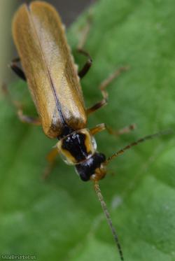 Cantharis decipiens