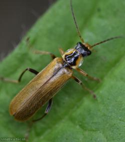 image for Cantharis decipiens