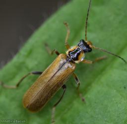 Cantharis decipiens