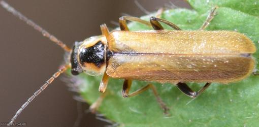 Cantharis decipiens