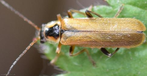 Cantharis decipiens