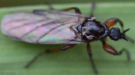 Short-horned Bibio?