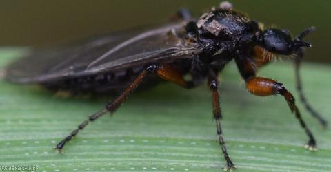 Short-horned Bibio?