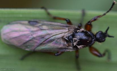 Short-horned Bibio?