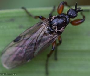 Short-horned Bibio?
