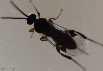 image for Braconidae Unidentified 15