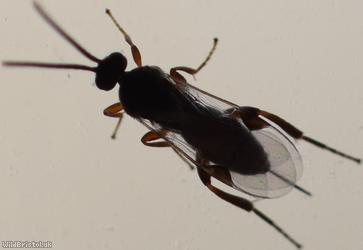 Braconidae Unidentified 15