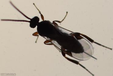 Braconidae Unidentified 15