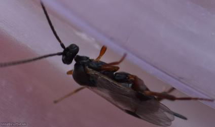 Braconidae Unidentified 15