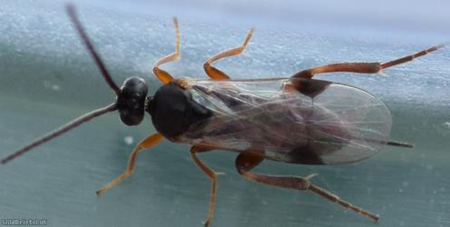 Braconidae Unidentified 15