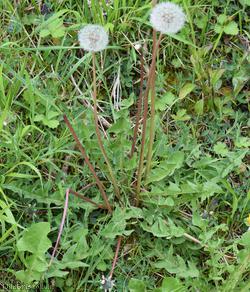 image for Richard's Dandelion