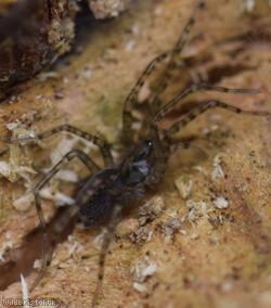 Wood House Spider