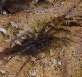 Wood House Spider