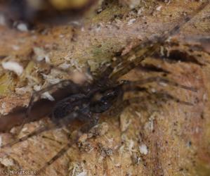 Wood House Spider
